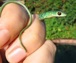 Spotted Bush Snake From Edward Ave Uvongo On May 11 2012 By Peter Vos Deadly Finger Piercing Viperharmless Little Spotted Bush Snake Finger Piercing Spotted