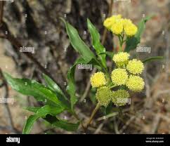 Image result for Psiadia punctulata