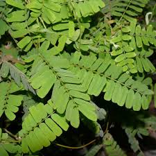 Image result for Abrus fruticulosus