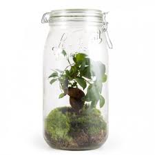 The branches of the ficus are flexible, and the tree has the ability to merge plant parts that compress each other. Terrarium Bocal Le Parfait Ficus Bonsai 3l