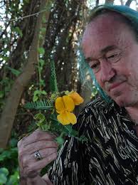 Image result for Aeschynomene elaphroxylon