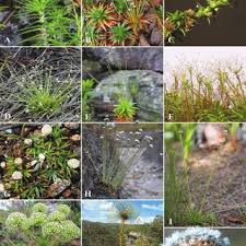 Image result for Syngonanthus longibracteatus