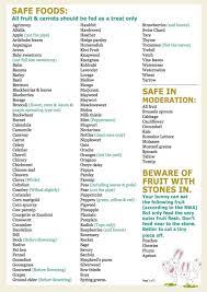 Safe Foods For Rabbits Bunny Care Rabbit Eating Pet Rabbit Care