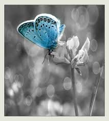 Black And White Vs Color Photography Pin By Addie On Blue Gray Black And White 29 Color Splash Effect Black And Grey Tattoos Blue Butterfly