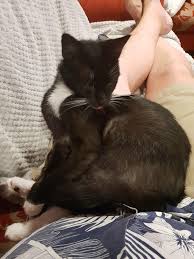 Not The Best Photo But A Giant Leap Of Trust For Feline Kind Feral Boy Number 2 Is Getting Brave And Came In For A Cuddle It S Feline Cool Photos Cuddling