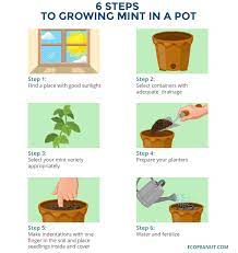 How To Grow Mint Indoors In A Pot Or Container Growing Mint Growing Mint Indoors Mint Plant Care