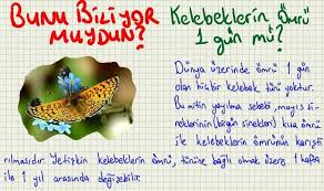 Bunu Biliyor Muydun Kelebeklerin Omru 1 Gun Mu Biliyor Muydunuz Bilgi Kelebekler