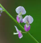 Image result for Pleurolobus tanganyikensis