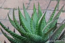 The wily coffee table aloe which grabs the legs of. Zebra Haworthie Haworthia Fasciata Pflege Tipps Tricks