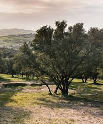 Afrique Moyen Orient Olive Oil Times