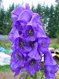 Aconitum Gallery