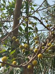 Image result for Ficus exasperata