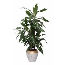 Image result for Dracaena steudneri