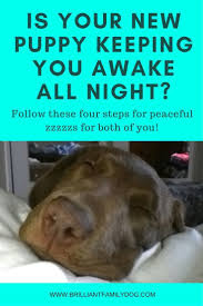 Basic Dog Training At Home New Puppy Puppy Training Training Your Puppy