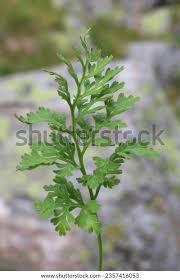 Image result for Pteridaceae