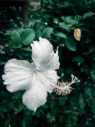 Nah, kalau warna favoritmu yang mana? Bunga Raya Bunga Kebangsaan Malaysia Blog Sihatimerahjambu