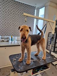 As the owner of the company i have 17+ years in animal/pet care. Kings Dog Spa Posts Facebook