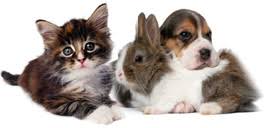 Cancer can develop anywhere in the body. Cancer Pet Compatibility Astrologyanswers Com