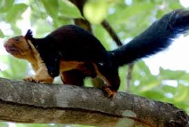 They live in rainforest, swamps and cloud forest. Tropical Rainforest In India Webindia123 Com
