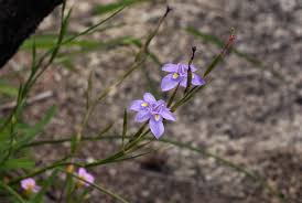 Image result for Moraea natalensis