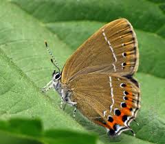 Image result for Sarcophyte piriei