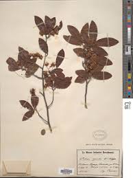 Image result for Ochna ovata
