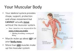 Striated shoulder/neck muscles in humans. The Muscular System Skeletal Muscular Systems 14 Min