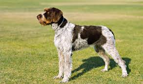 They stop everyone in their tracks ready to go home the end of april…. German Wirehaired Pointer Breed Information