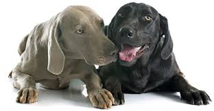 See more ideas about black lab mix, lab puppies, puppies. Weimaraner Lab Mix Is This Cross Breed The Right Pup For Your Family