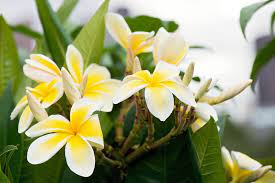 Certain types work best as everyday home decorations. 16 Top Fragrant Indoor Plants Better Homes Gardens