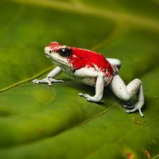 Image result for Bertiera angusiana