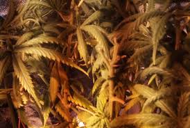 Hydroponics is a common system of growing plants used in most forms of vertical farming, and it is slowly but steadily gaining importance. Cannabis Seedling Problems How To Resolve Any Issues Weed Kb
