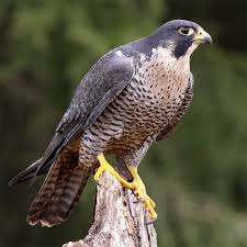Birds Of Prey In Georgia Peregrine Falcon Which Can Be Seen Throughout North America Including New England Georgia And Texas Peregrine Falcon Australian Birds Raptors Bird