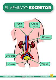 SISTEMA EXCRETOR #anatomia #biologia #salud #salvadortimoteo