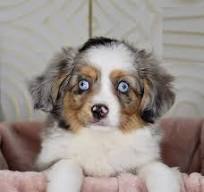 Toy Australian Shepherd Care Guide