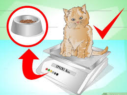 If your cat is crying for food and is gaining weight, then this should be a sign to you that you should feed your cat less, despite what it is trying to tell you. 3 Ways To Put Weight On A Cat Wikihow