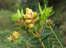 Image result for Penaeaceae