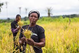 Risultati immagini per FESTIVAL CINEMA BURKINA FASO