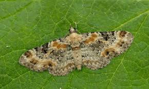 Image result for Eupithecia pulchellata