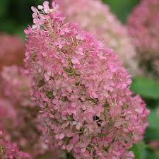 Image result for Gaertnera paniculata