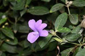 Image result for Barleria capitata