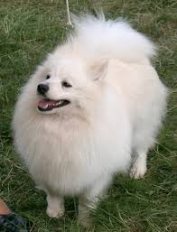 Black American Eskimo Dog Price Wellpets The German Spitz Being A Very Natural Breed Tends To Be Very Healthy Breeders However Should Hav German Spitz American Eskimo Dog Japanese Spitz
