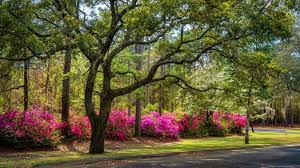 Cut close to a side branch, as stubs tend to die back to the side branch and leave dead wood which may become infected later. How To Prune Azaleas Give Old Plants New Life The Kitchen Garten