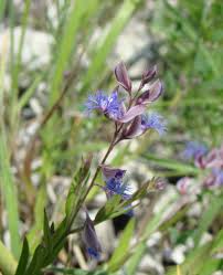 Image result for Polygala persicariifolia