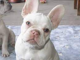Lovable, charismatic puppies 🥰 i have stunning blue tan lilac platinum french bulldog puppies. Female Platinum French Bulldog In Tadcaster Ls24 On Freeads Classifieds French Bulldogs Classifieds