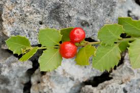 Image result for Crossopetalum