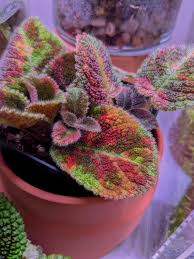 Image result for episcia