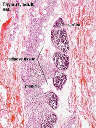 Labeling in histology of tissue samples at each step of the process is critical to the interpretation of results, necessary to accurately diagnose patients. Thymus Development Embryology