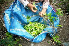 Image result for Craterispermum schweinfurthii