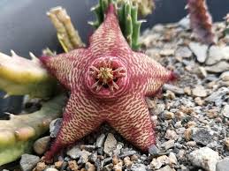 Image result for Stapelia getliffei